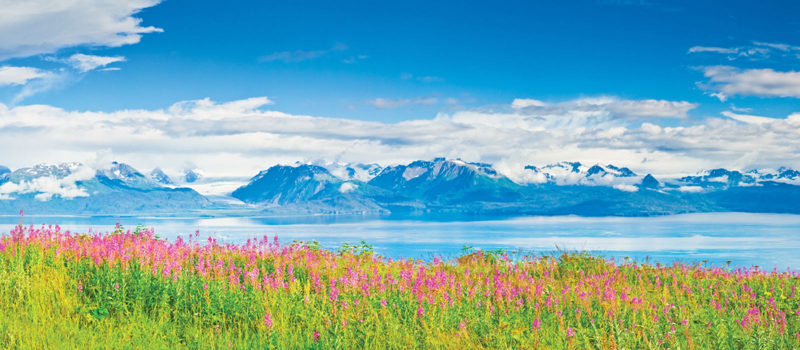 Alaska, summer scenic, Kenai Peninsula, fireweed, Kachemak Bay, and Grewingk Glacier from Homer
