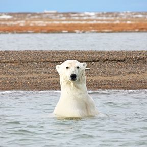 Eisbaer guckt aus dem Wasser