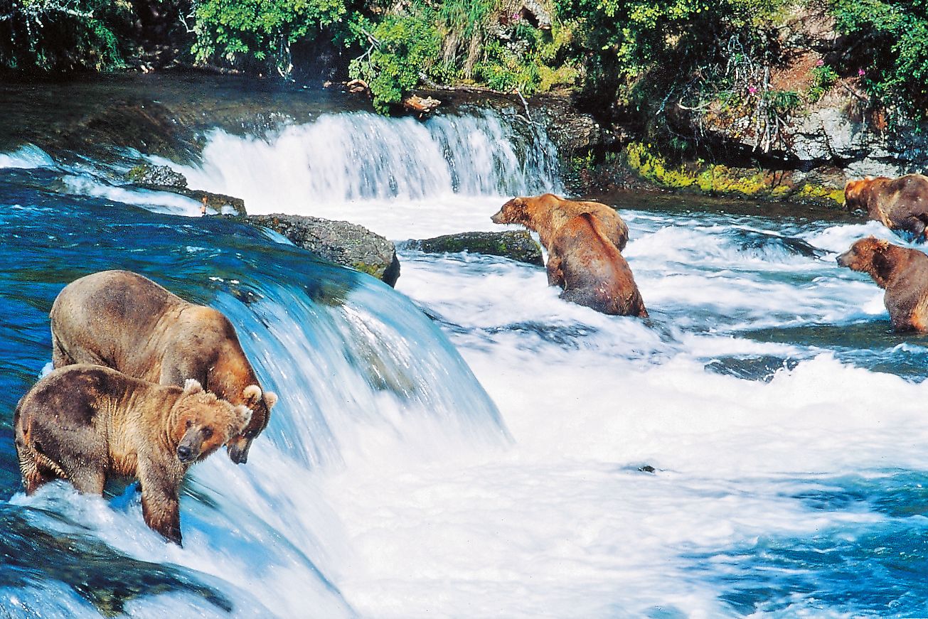 Baeren im Katmai National Park