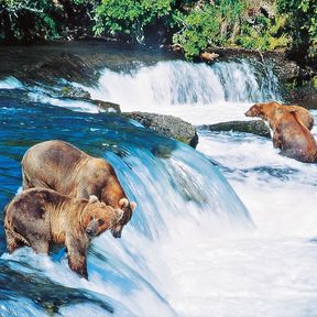 Baeren im Katmai National Park