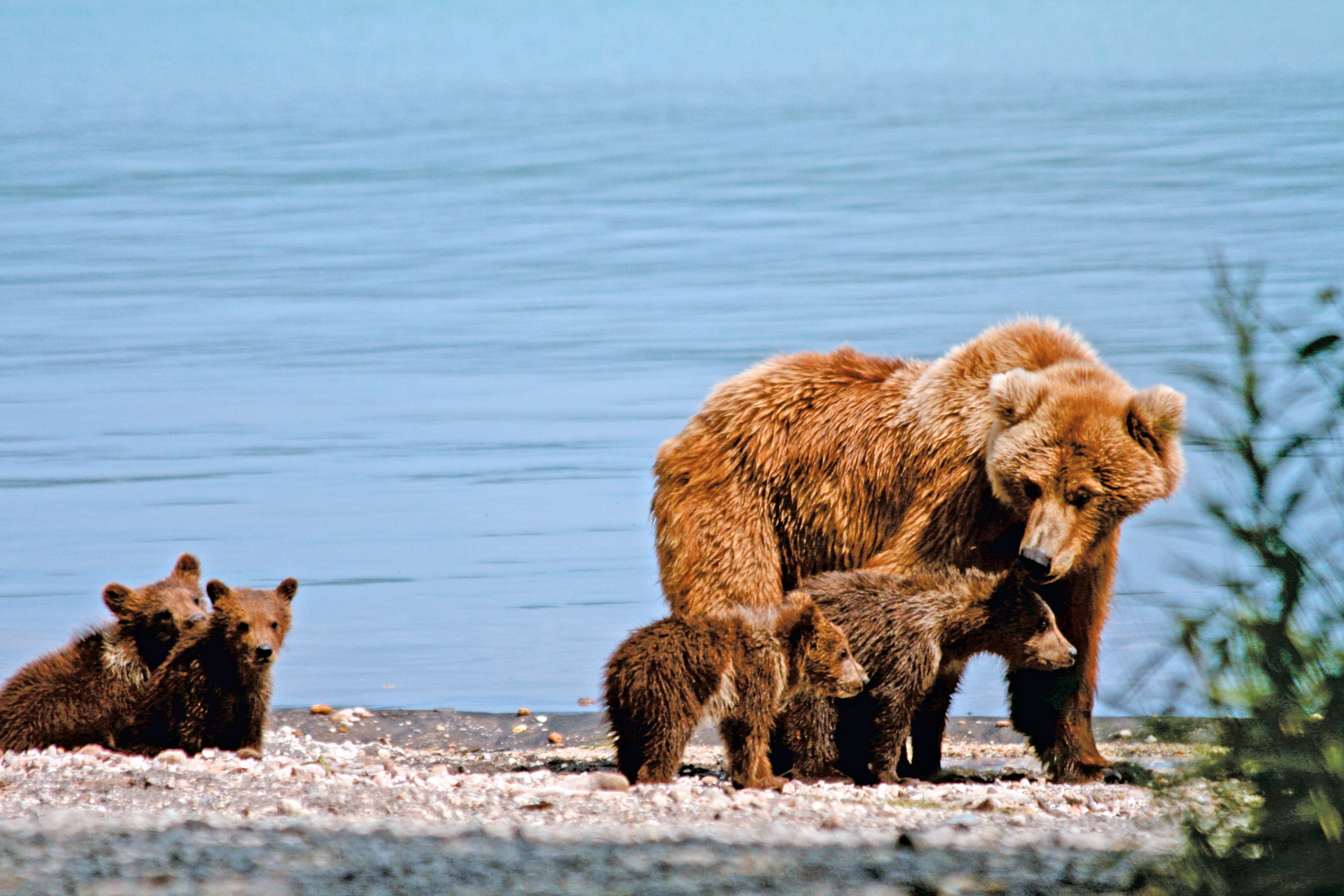 Baerenfamilie im Katmai Nationalpark