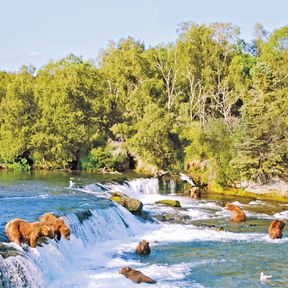 Baeren an den Brooks Falls