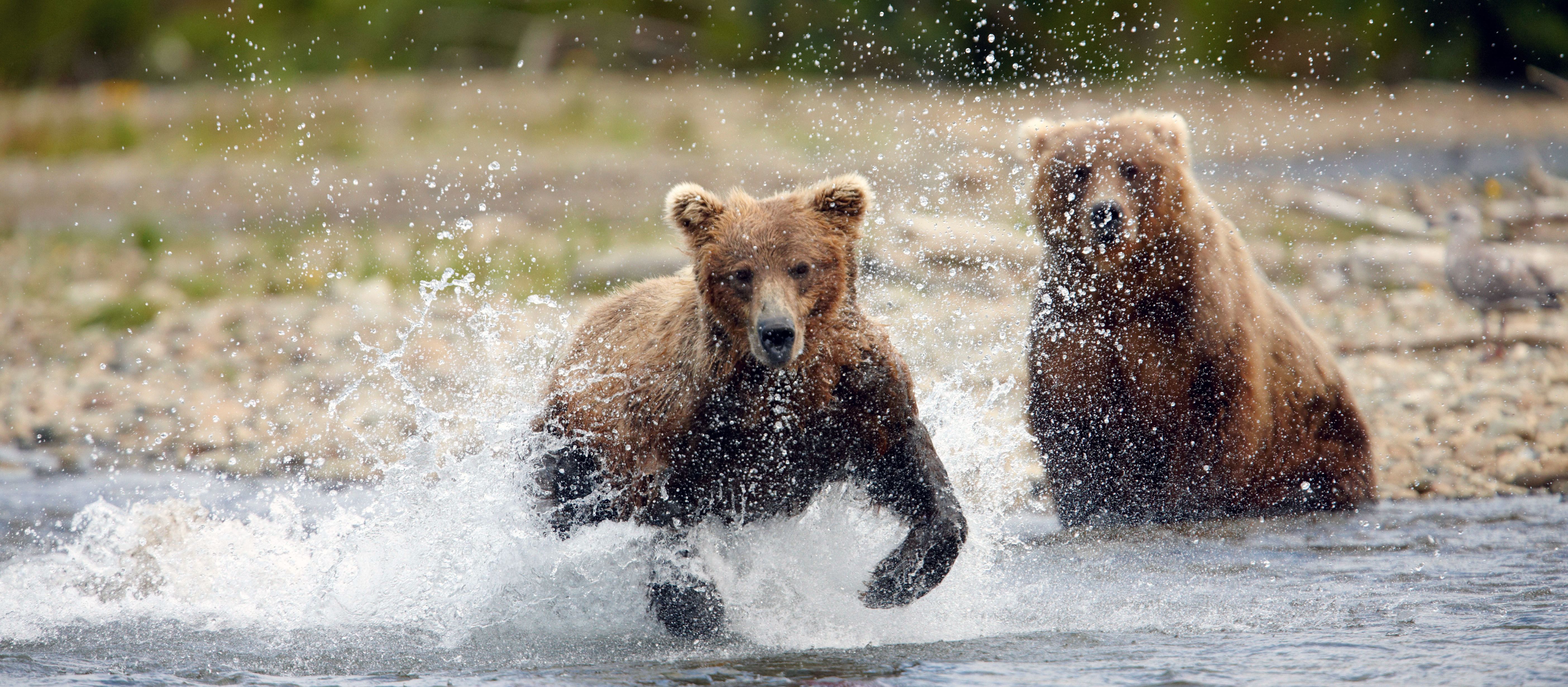 Braunbären jagen am Fluss im Katmai Nationalpark