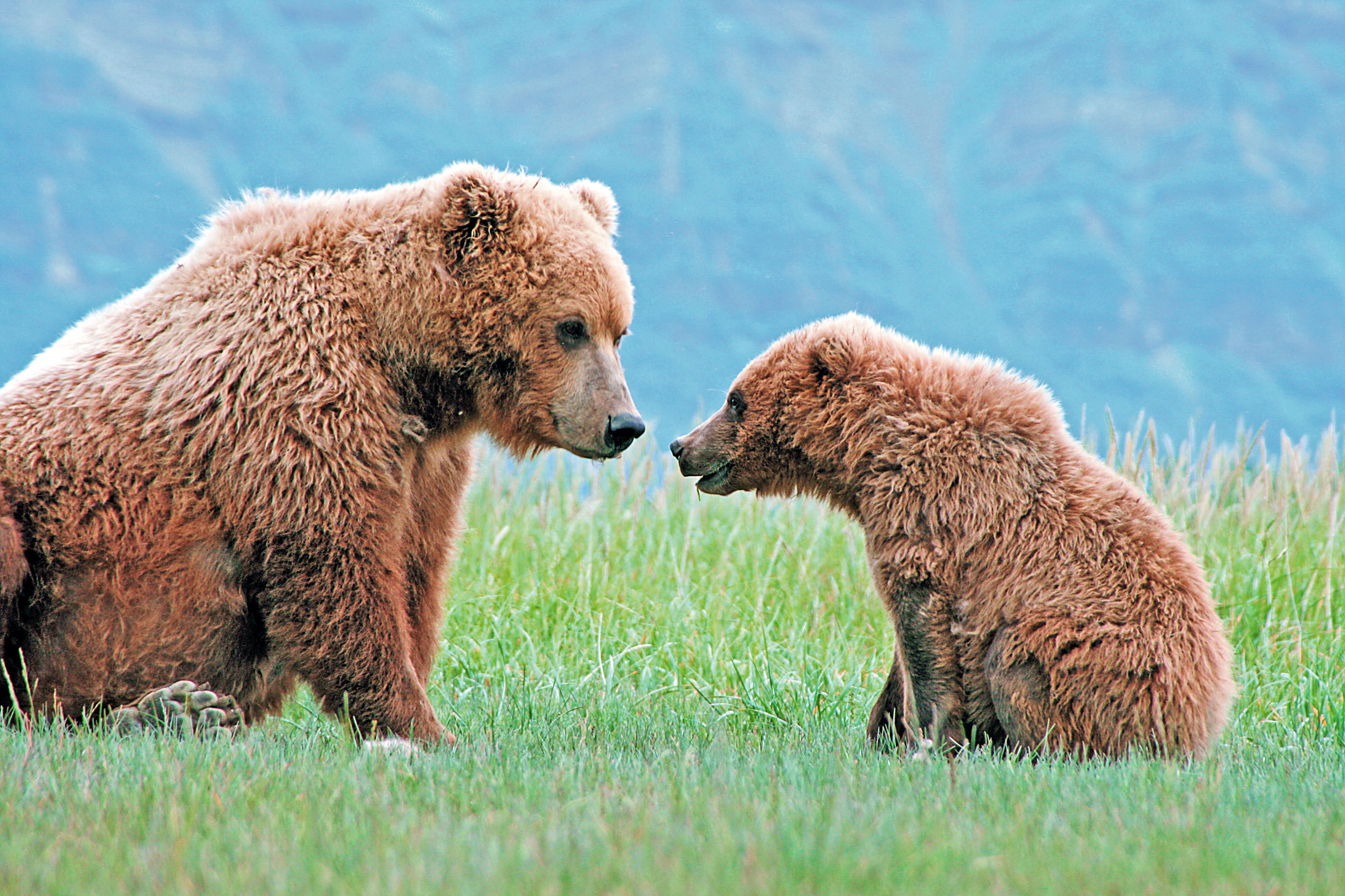 Grizzly - Mutter und Kind