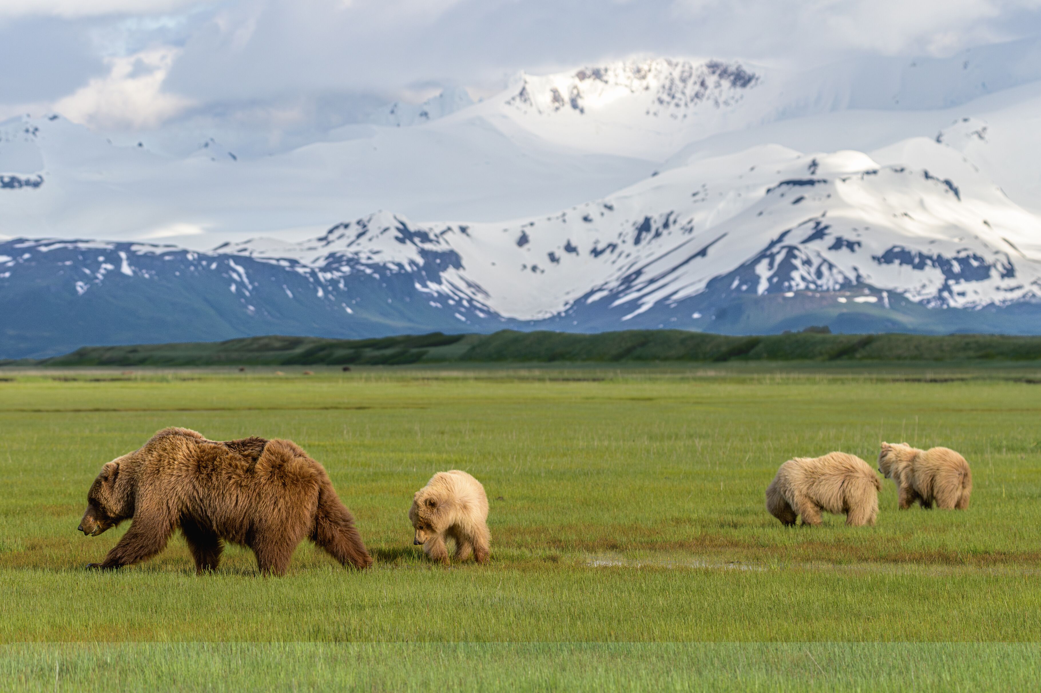 Bärenfamilie im Katmai National Park Bärenfamilie im Katmai National Park