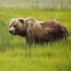 Bärenbeobachtung im Kenai Fjords National Park