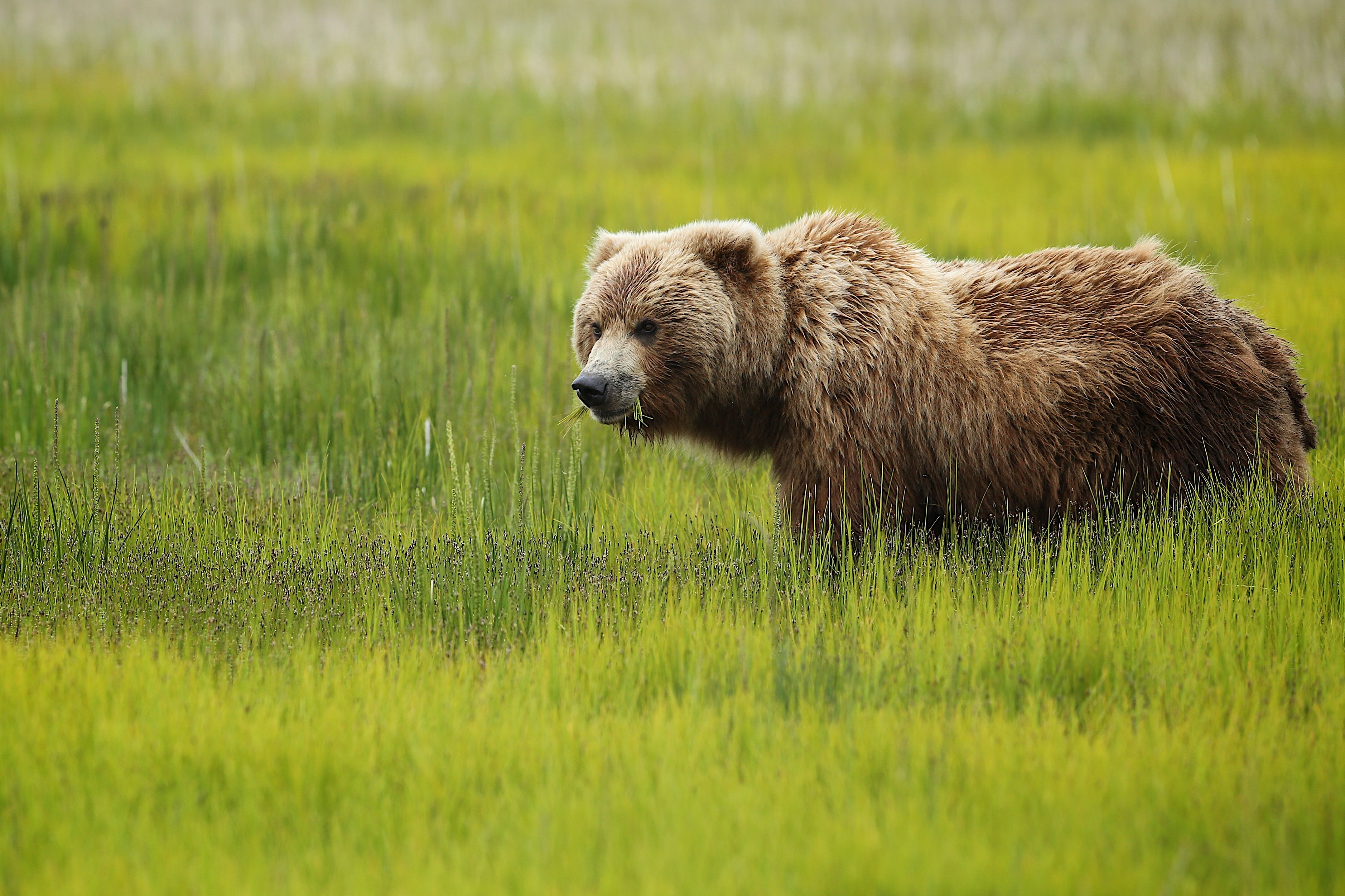 Bärenbeobachtung im Kenai Fjords National Park