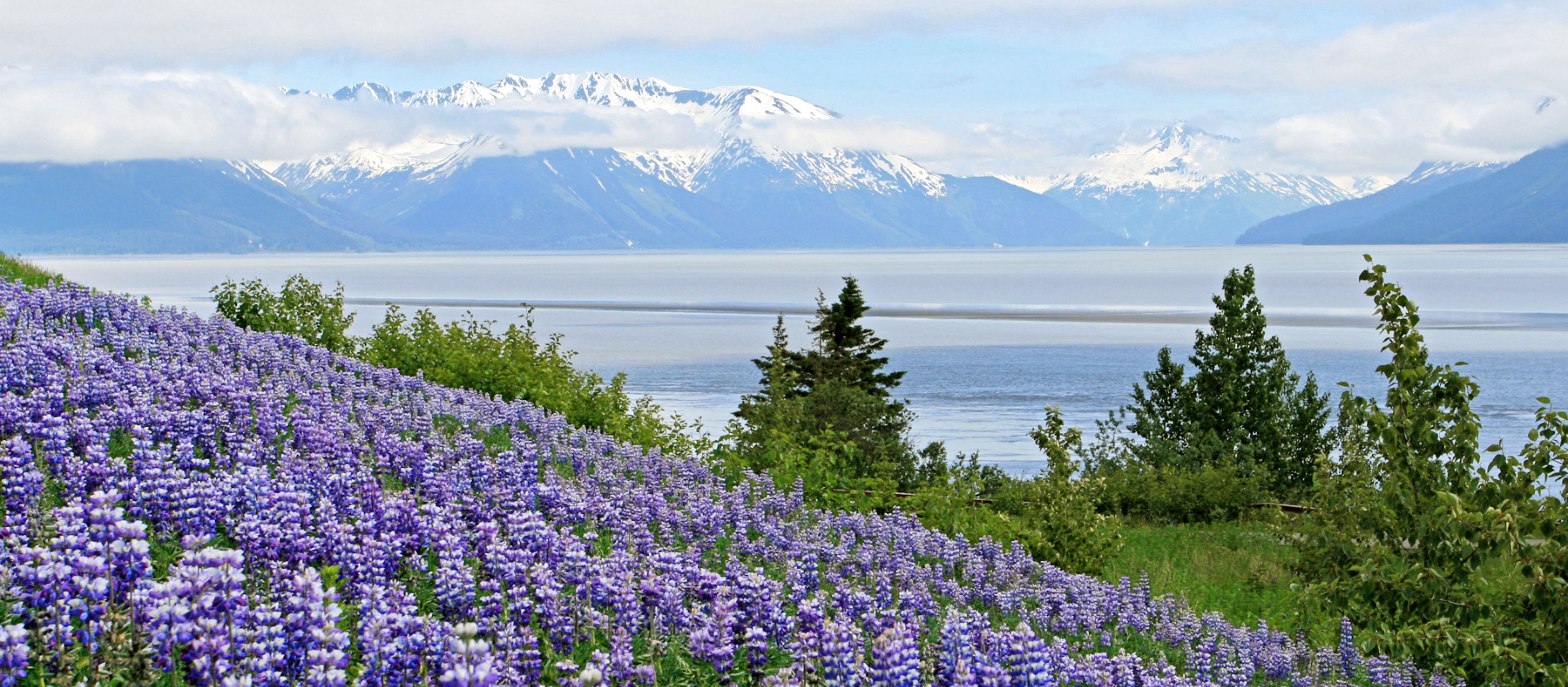 Wildblumen am sommerlichen Golf von Alaska