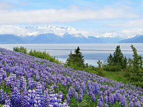 Blick auf den Turnagain Arm