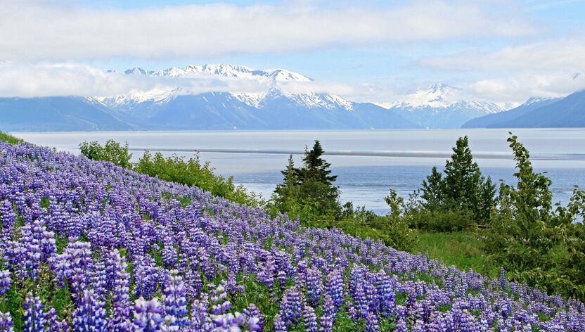 Blick auf den Turnagain Arm Blick auf den Turnagain Arm