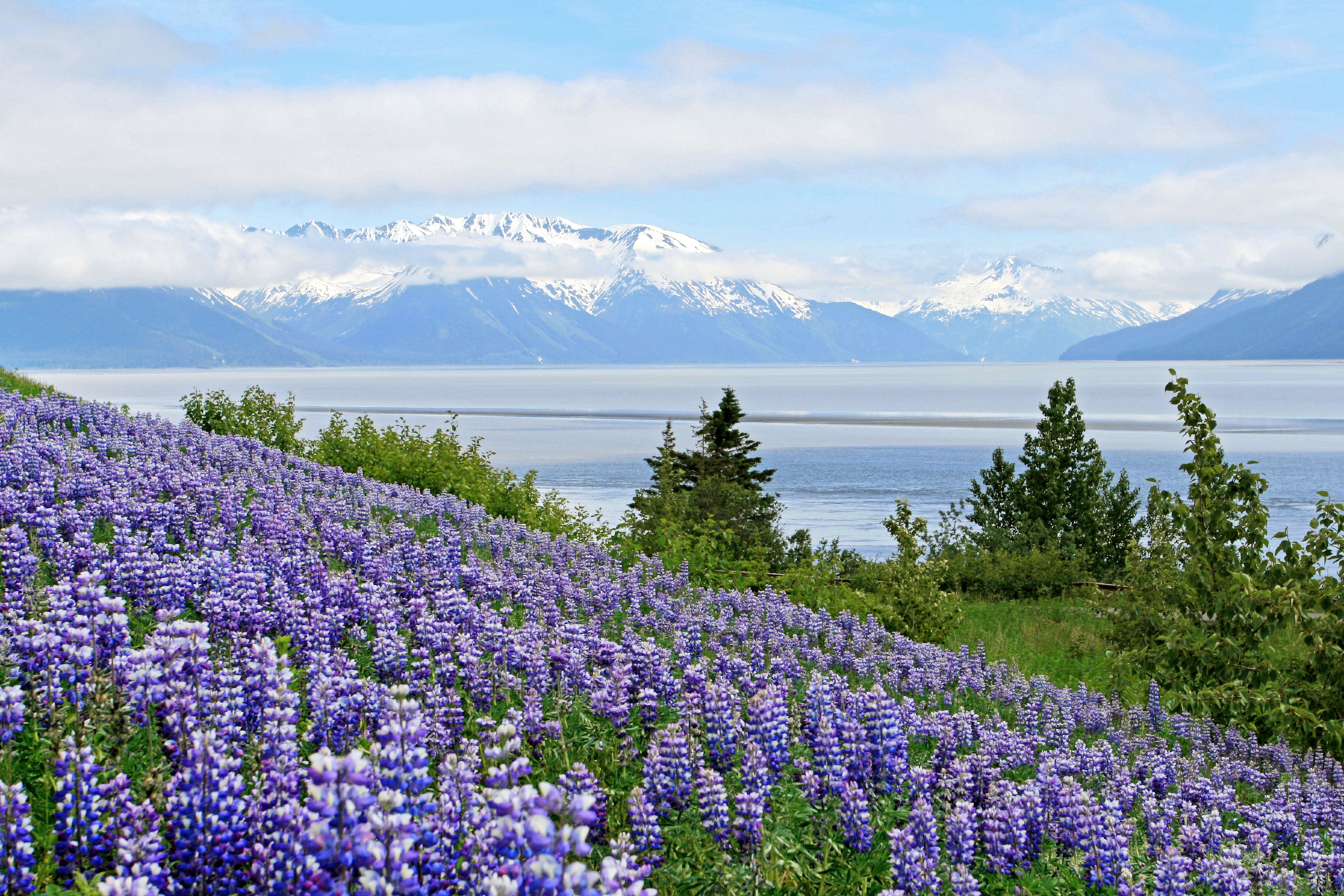 Blick auf den Turnagain Arm