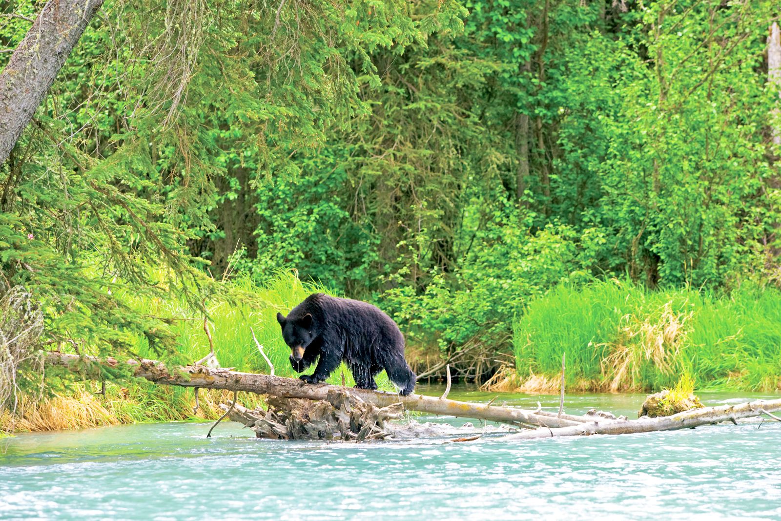 Alaska, Black Bears, bear on log, Upper Kenai River, Kenai Peninsula