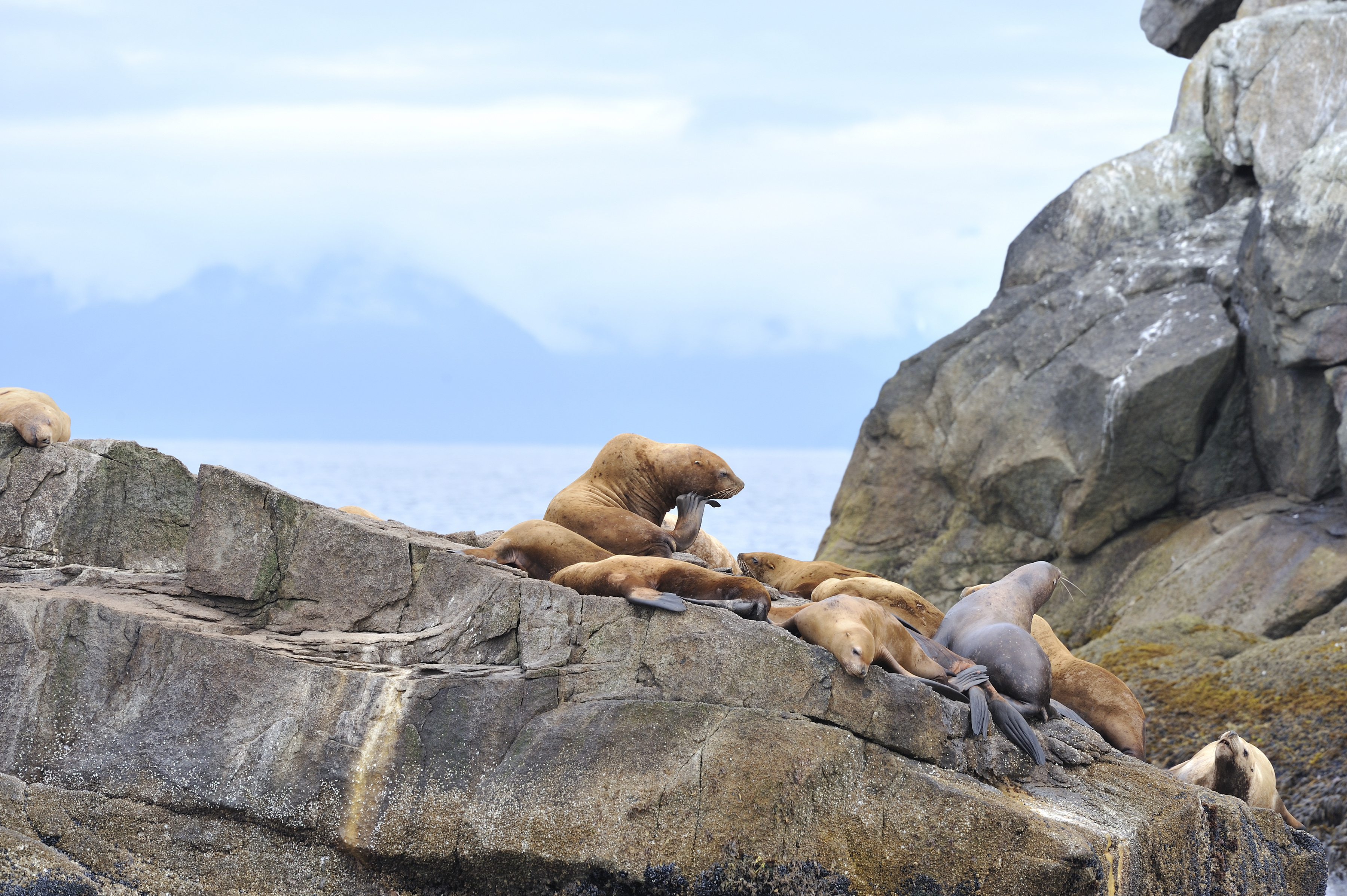 Seelöwen im Kenai Fjords Nationalpark