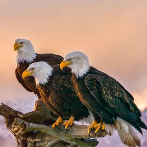 Drei Weißkopfseeadler in Kenai, Alaska