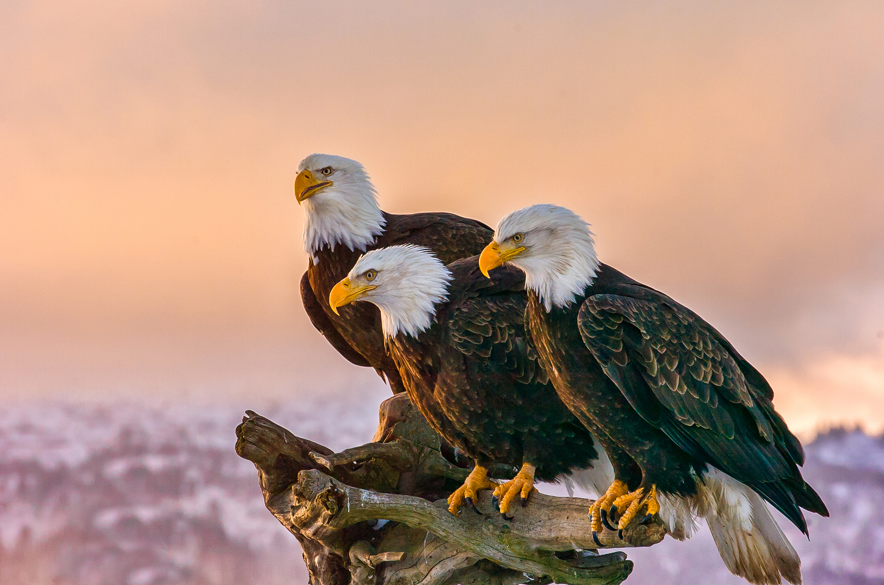 Drei Weißkopfseeadler in Kenai, Alaska