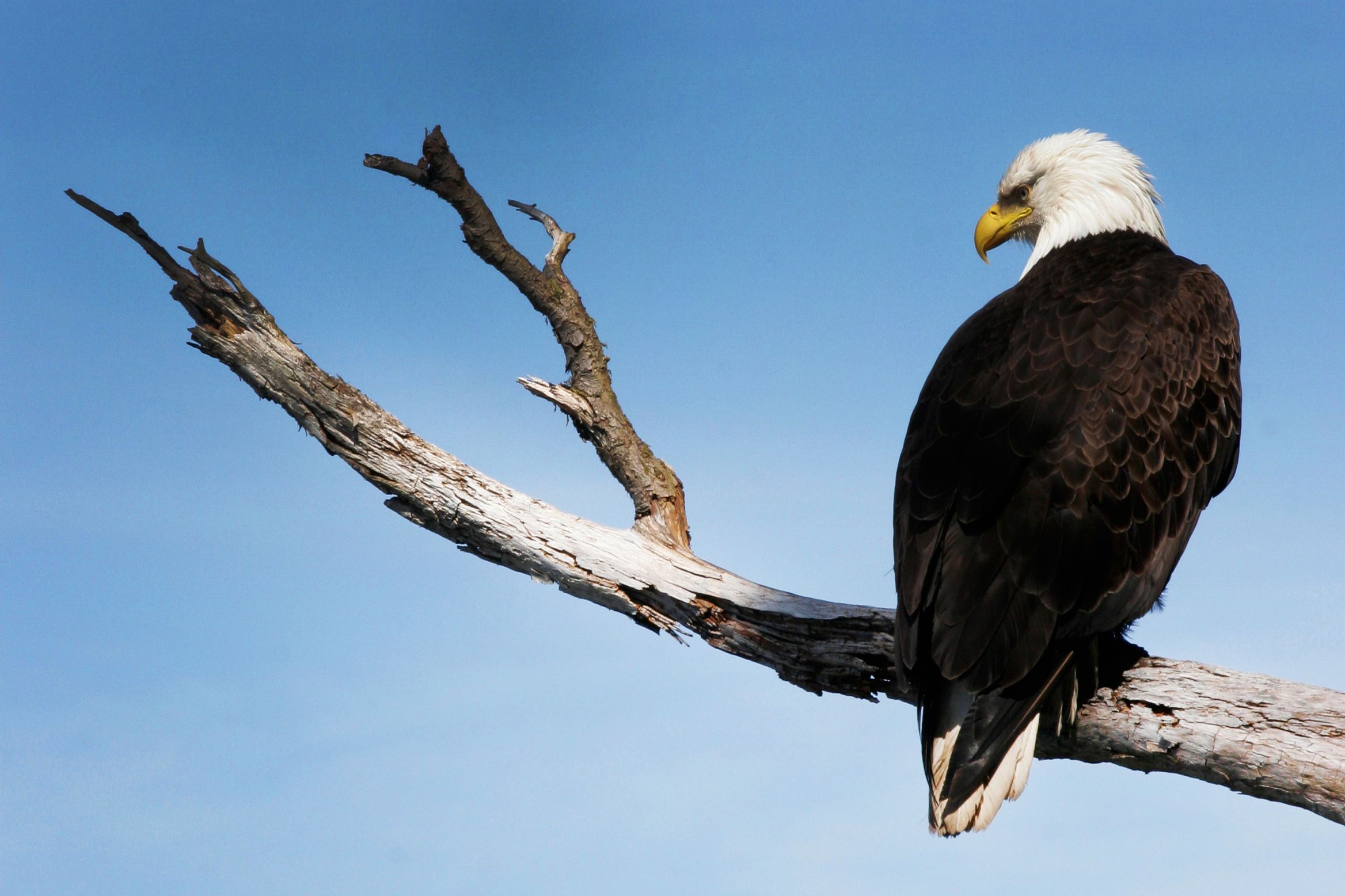 Ein Weisskopfseeadler auf einem Ast