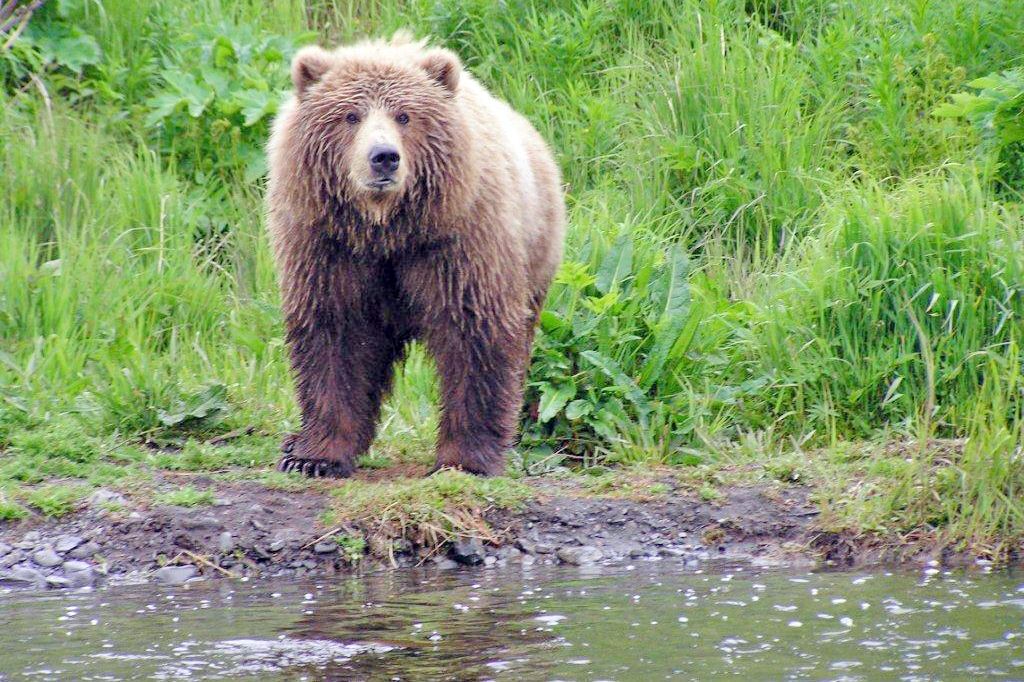 Baerenbeobachtung am Kodiak Brown Bear Center