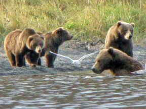 Baerenbeobachtung am Kodiak Brown Bear Center