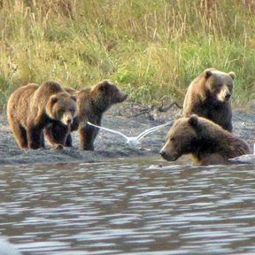 Baerenbeobachtung am Kodiak Brown Bear Center