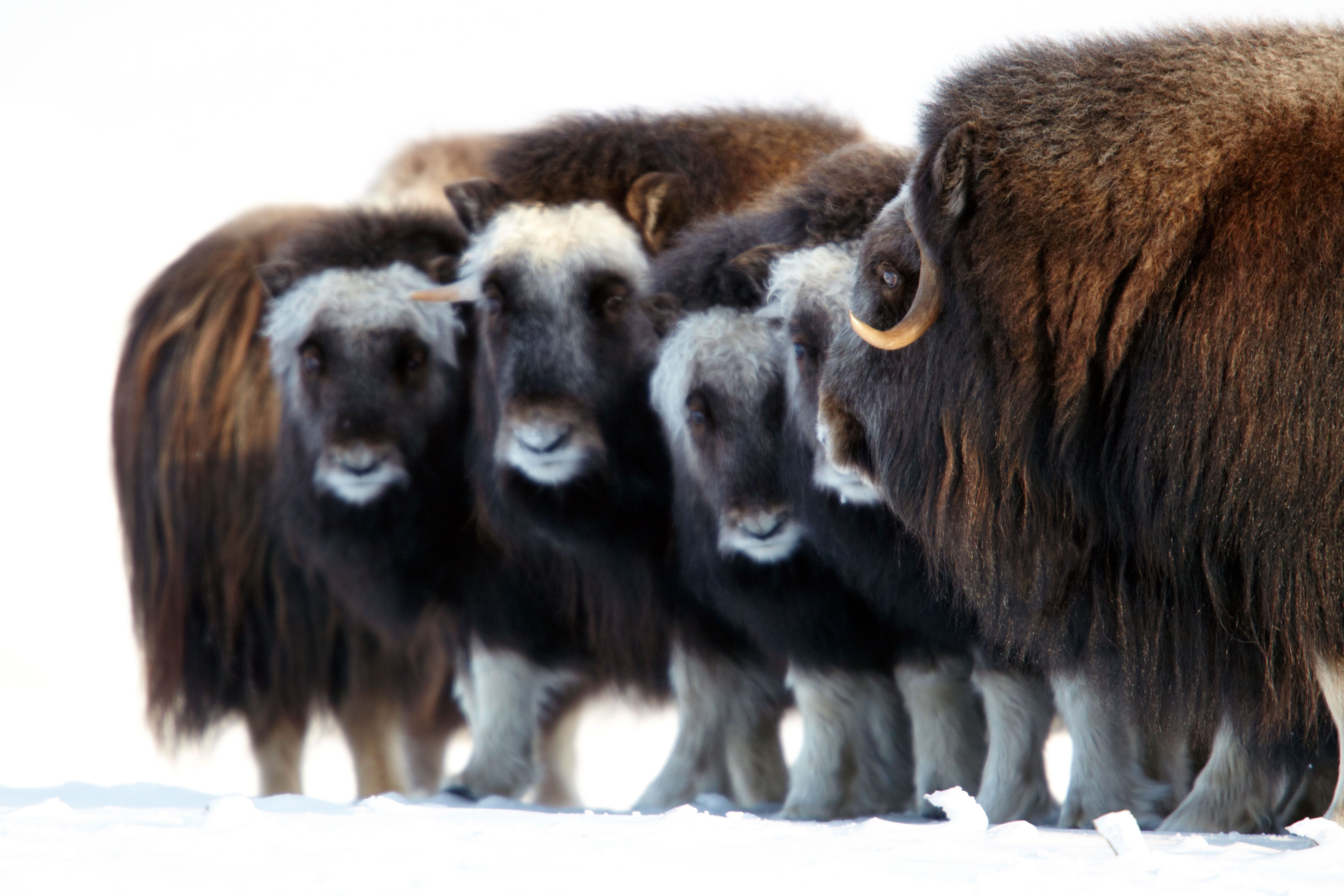 Herde wilder Moschusochsen bein Nome, Alaska