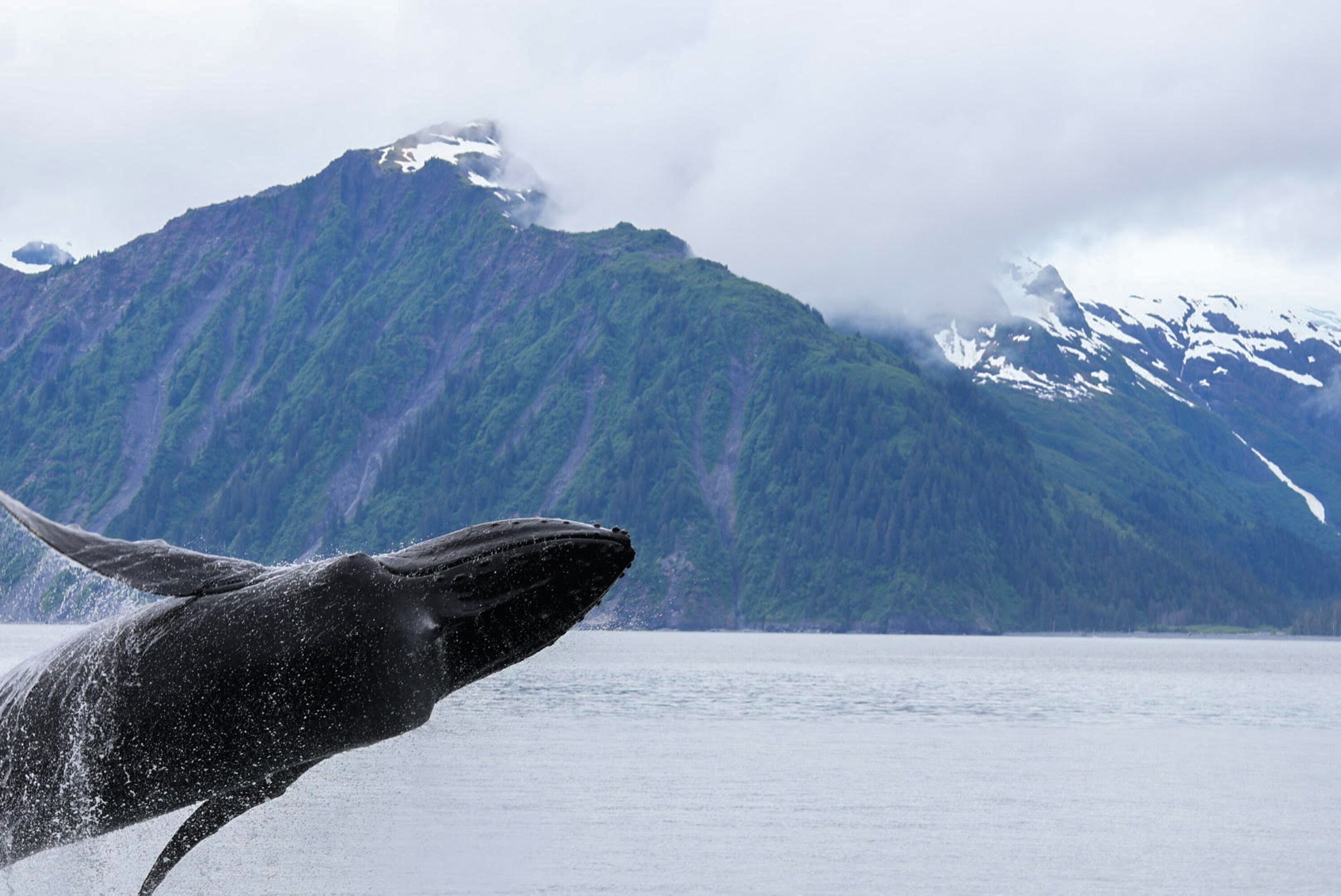 Buckelwal gesichtet in Seward in Alaska