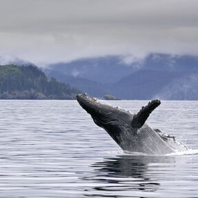 Ein Wal taucht auf bei Seward in Alaska