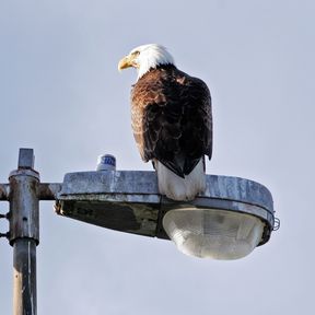 Weisskopfseeadler in Sitka