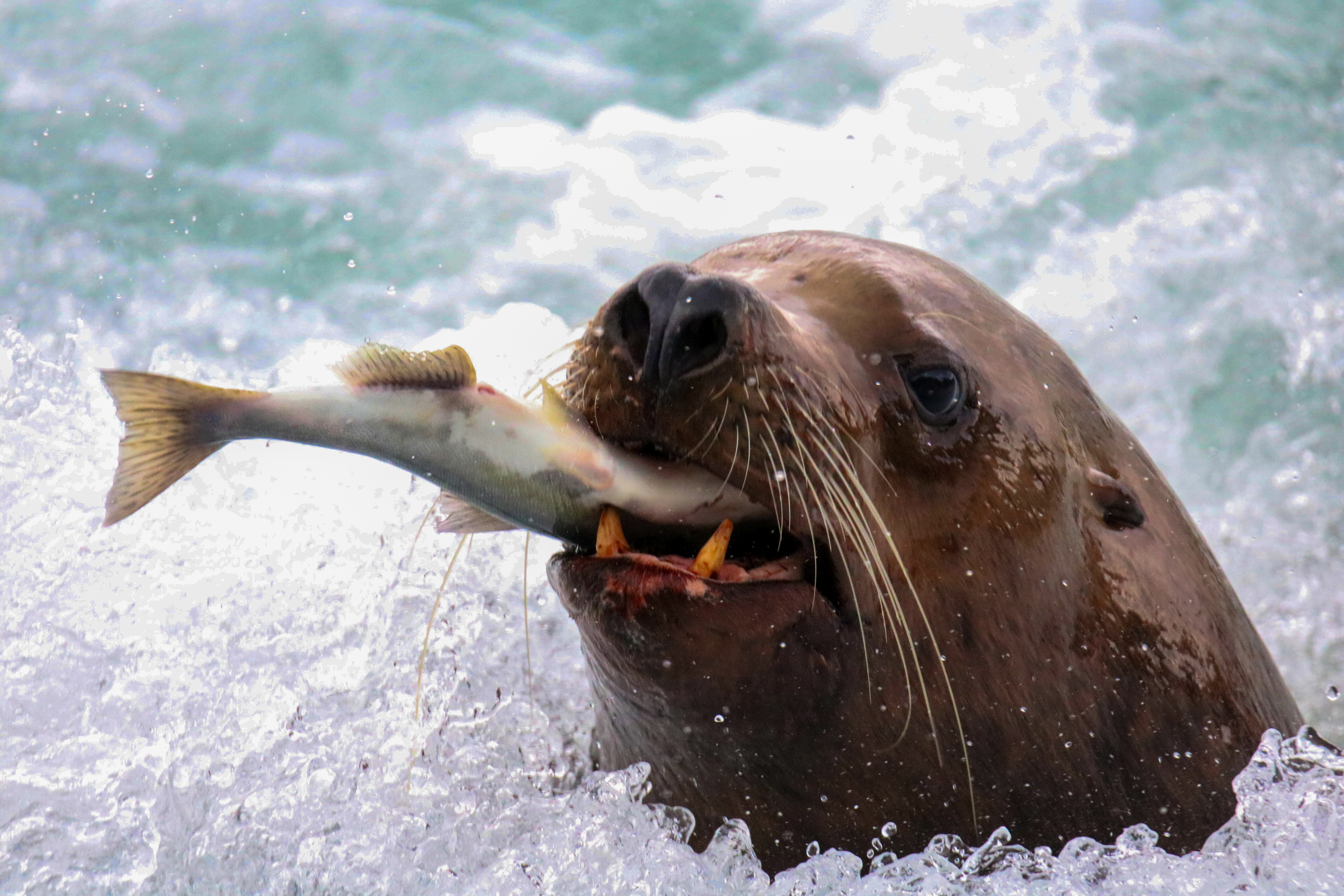 Seelöwe im Hafen von Valdez