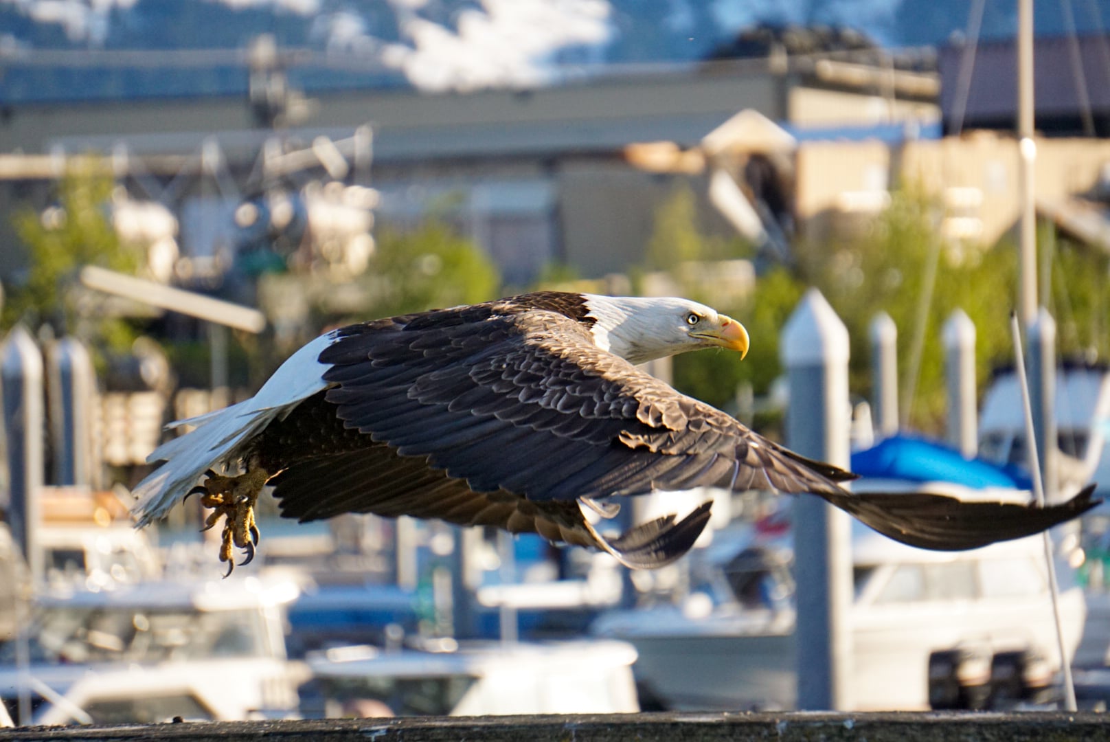 Ein Adler im Hafen von Valdez in Alaska