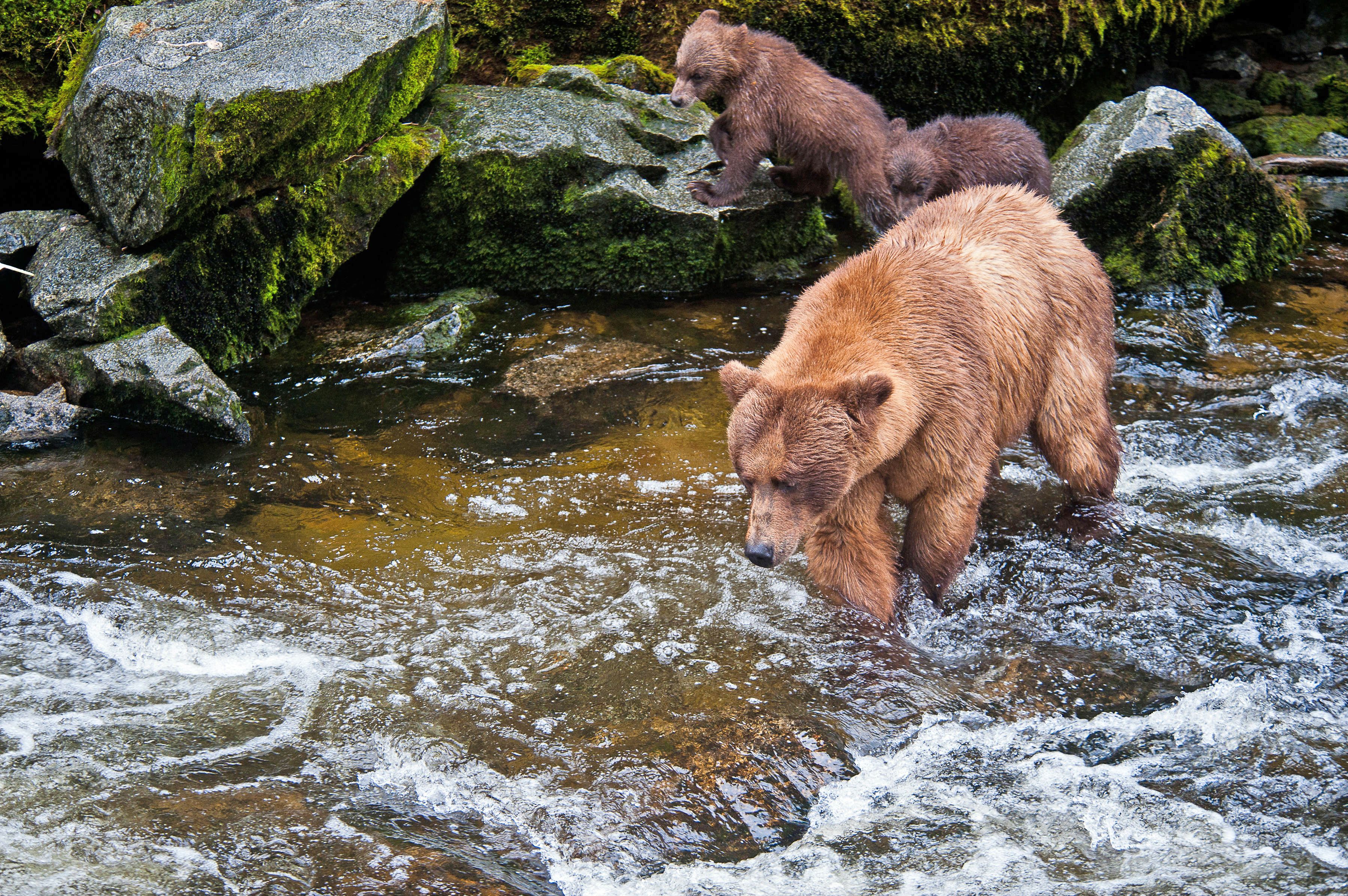 Braunbaeren am Anan Creek