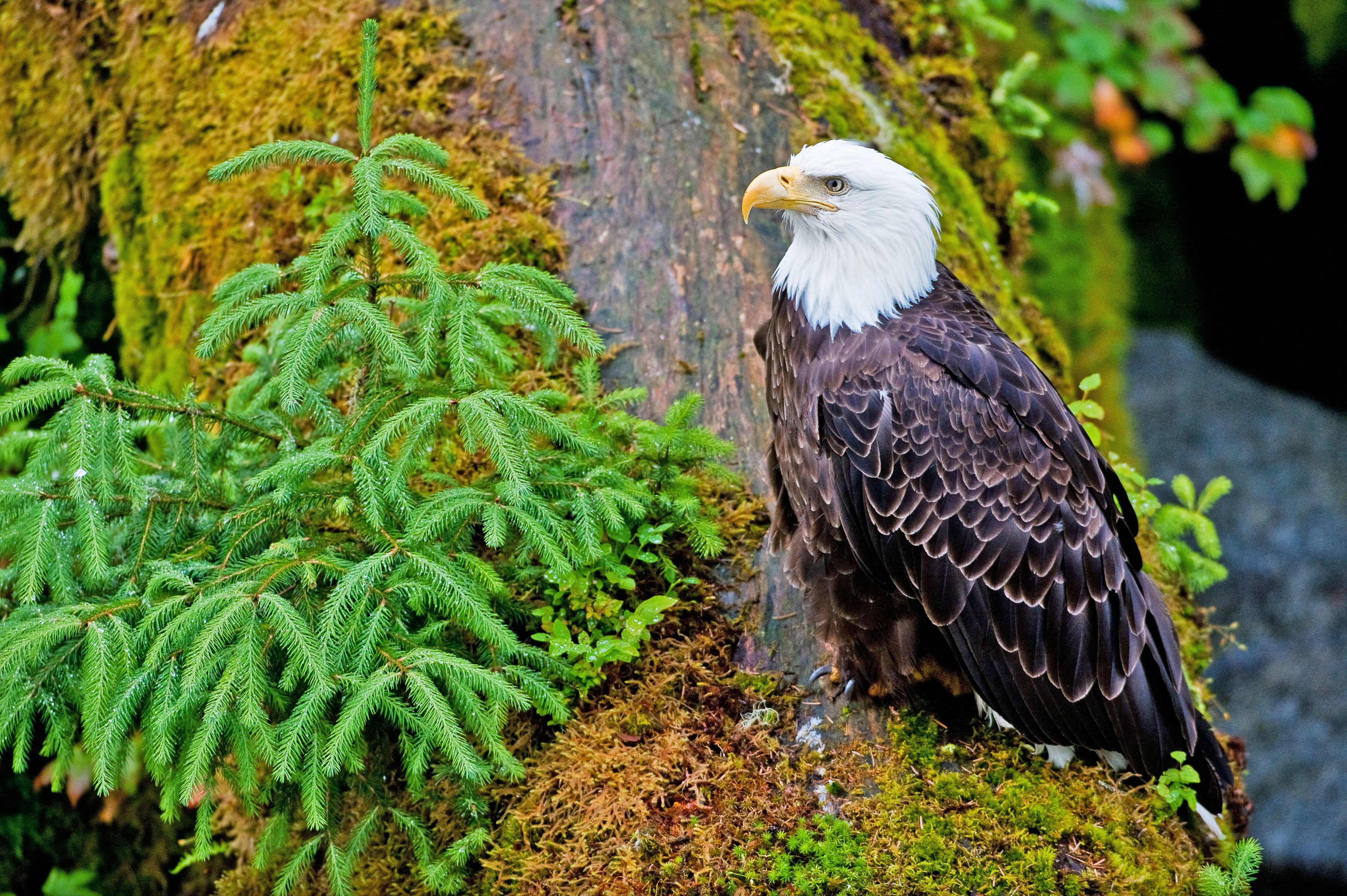 Weisskopfseeadler am Anan Creek