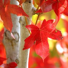 regionen/usa/allgemein/17katalog-amberbaumblaetter.cr1998x1999-0x0