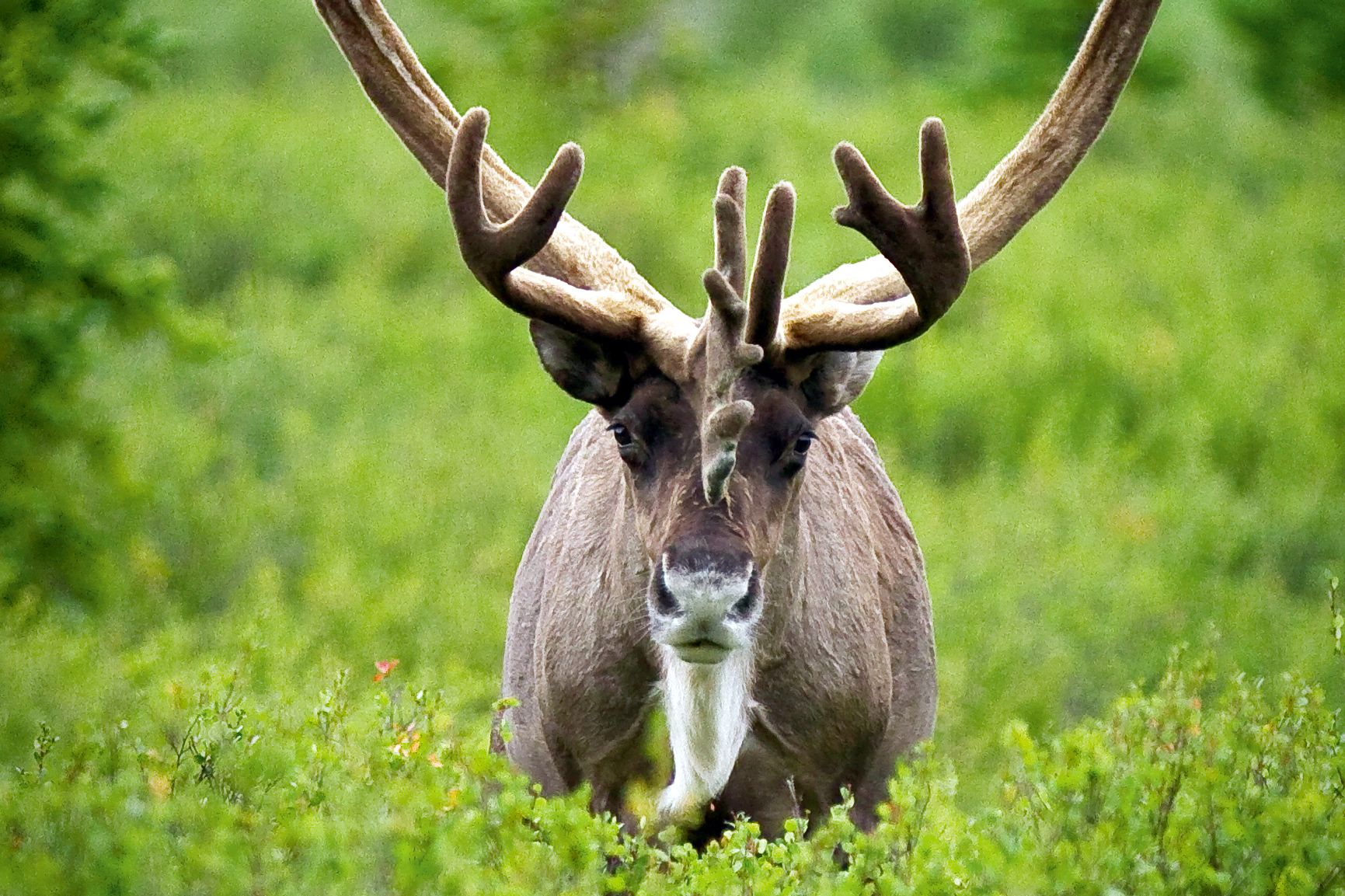 Karibu in der Natur