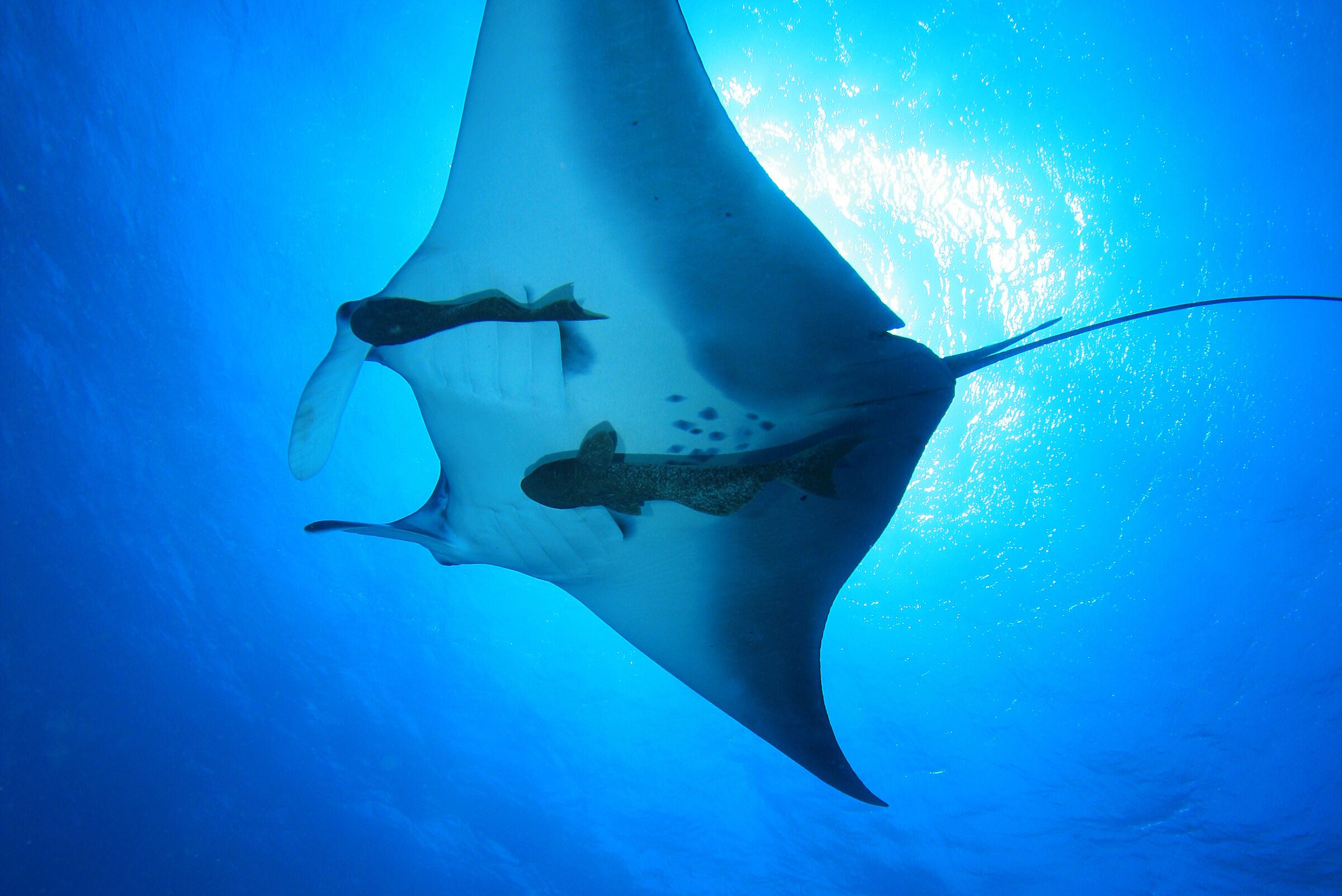 Ein Rochen gleitet elegant durchs klare Wasser