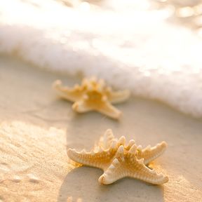 Zwei Seesterne am Strand, Florida