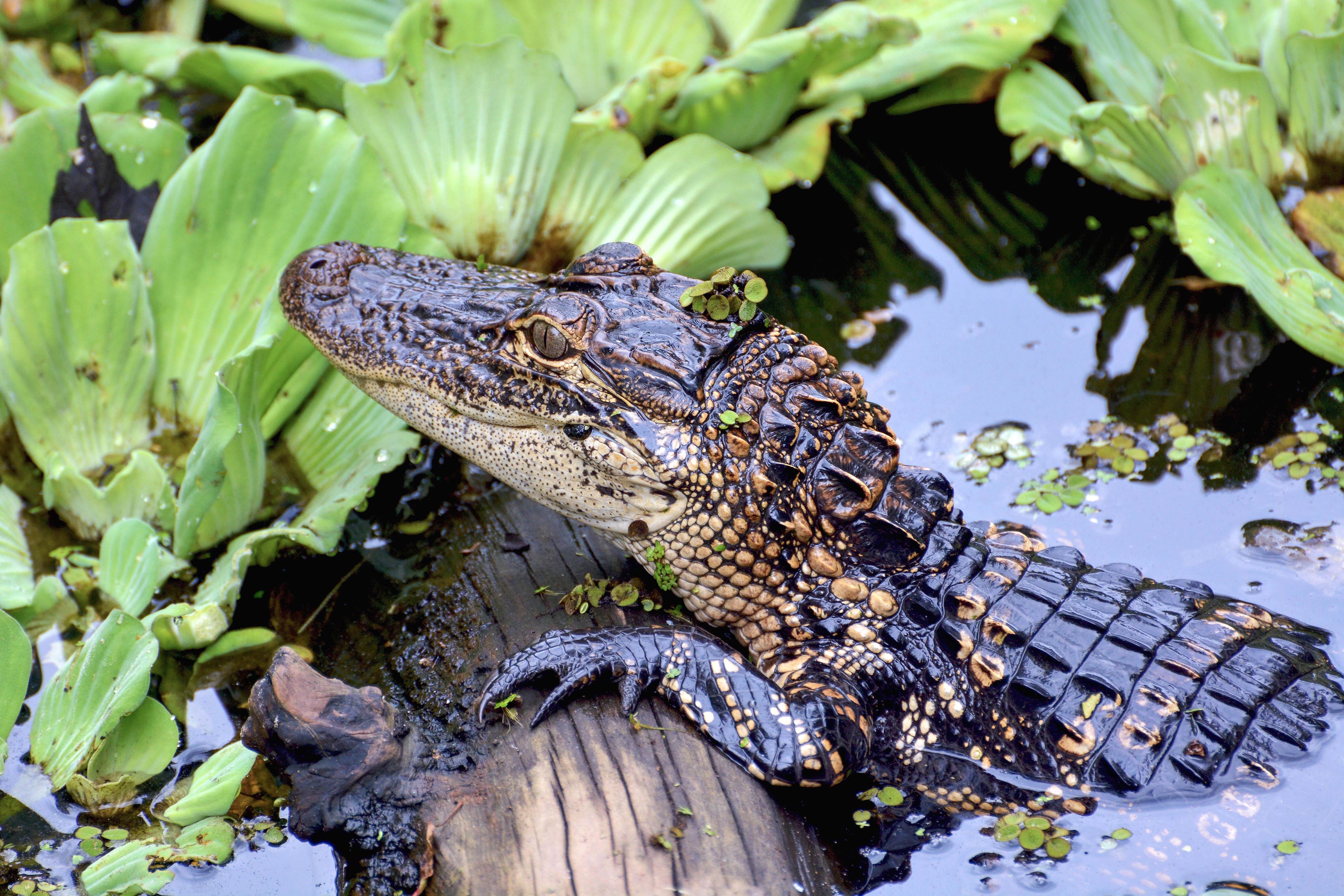 Ein Alligator krallt sich in einen Baumstamm im Corkscrew Sumpf in Florida