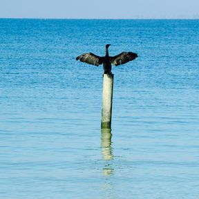 Ein Amerikanischer Schlangenhalsvogel an der KÃ¼ste Floridas