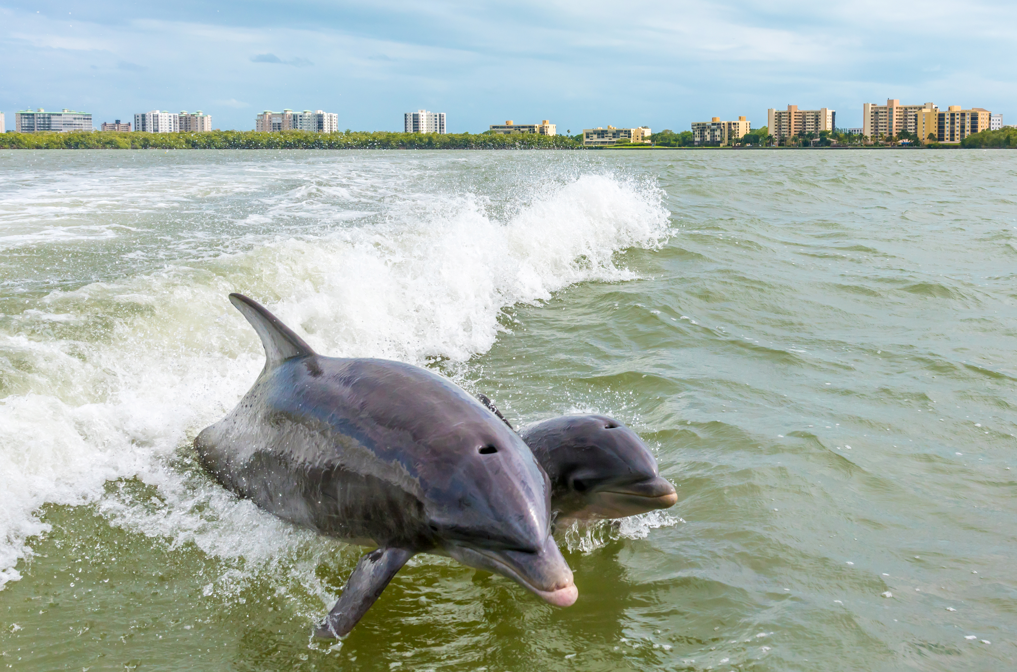 Zwei Delfine nahe Fort Myers Beach in Florida