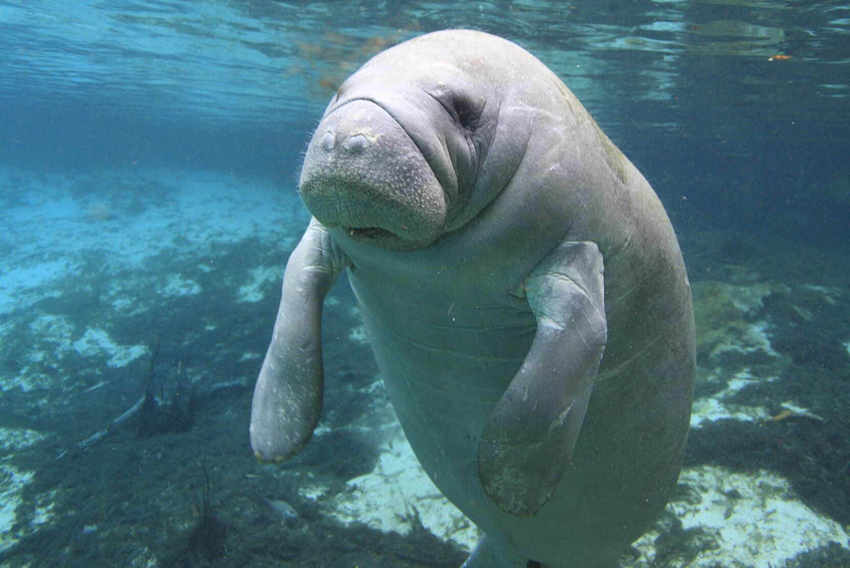 Ein Manatee vor der Küste Floridas