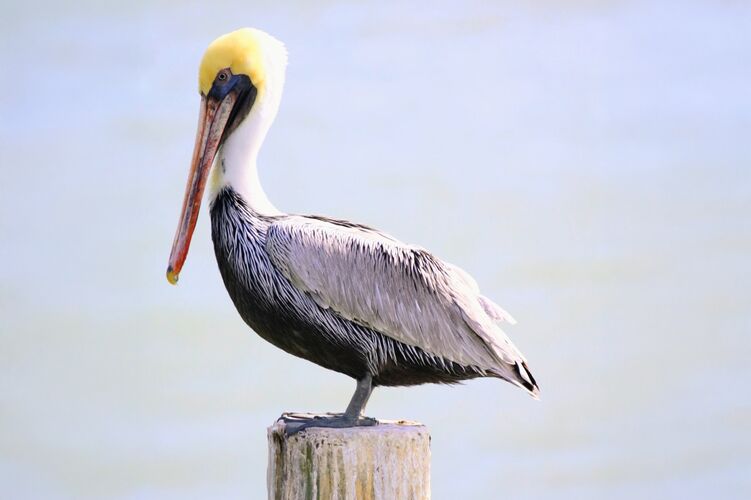 Pelikan auf einem Holzpfahl