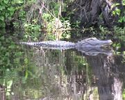 regionen/usa/florida/atlantikkueste/Video/daytona-beach-west-volusia regionen/usa/florida/atlantikkueste/Video/daytona-beach-west-volusia