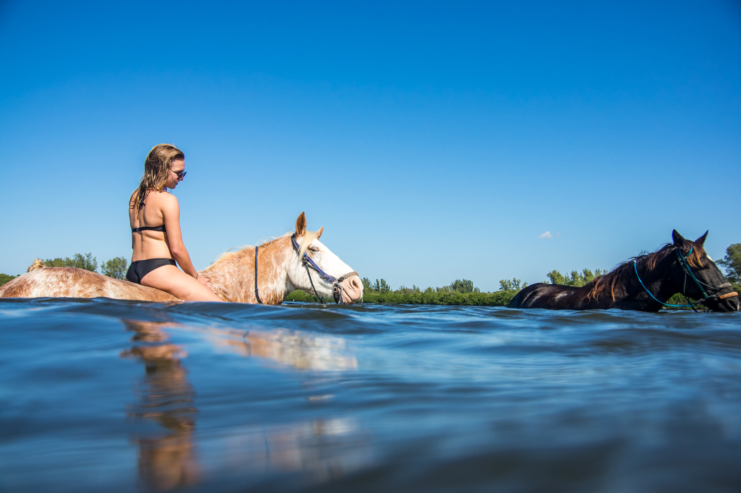 Horse Surfing in Florida