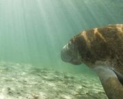 regionen/usa/florida/crystal-river/17katalog-manatee.cr3000x1312-0x269 regionen/usa/florida/crystal-river/17katalog-manatee.cr3000x1312-0x269