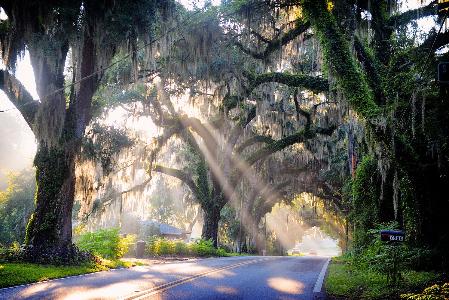 Eine mystische Avenue in Floral City bei Crystal River in Florida