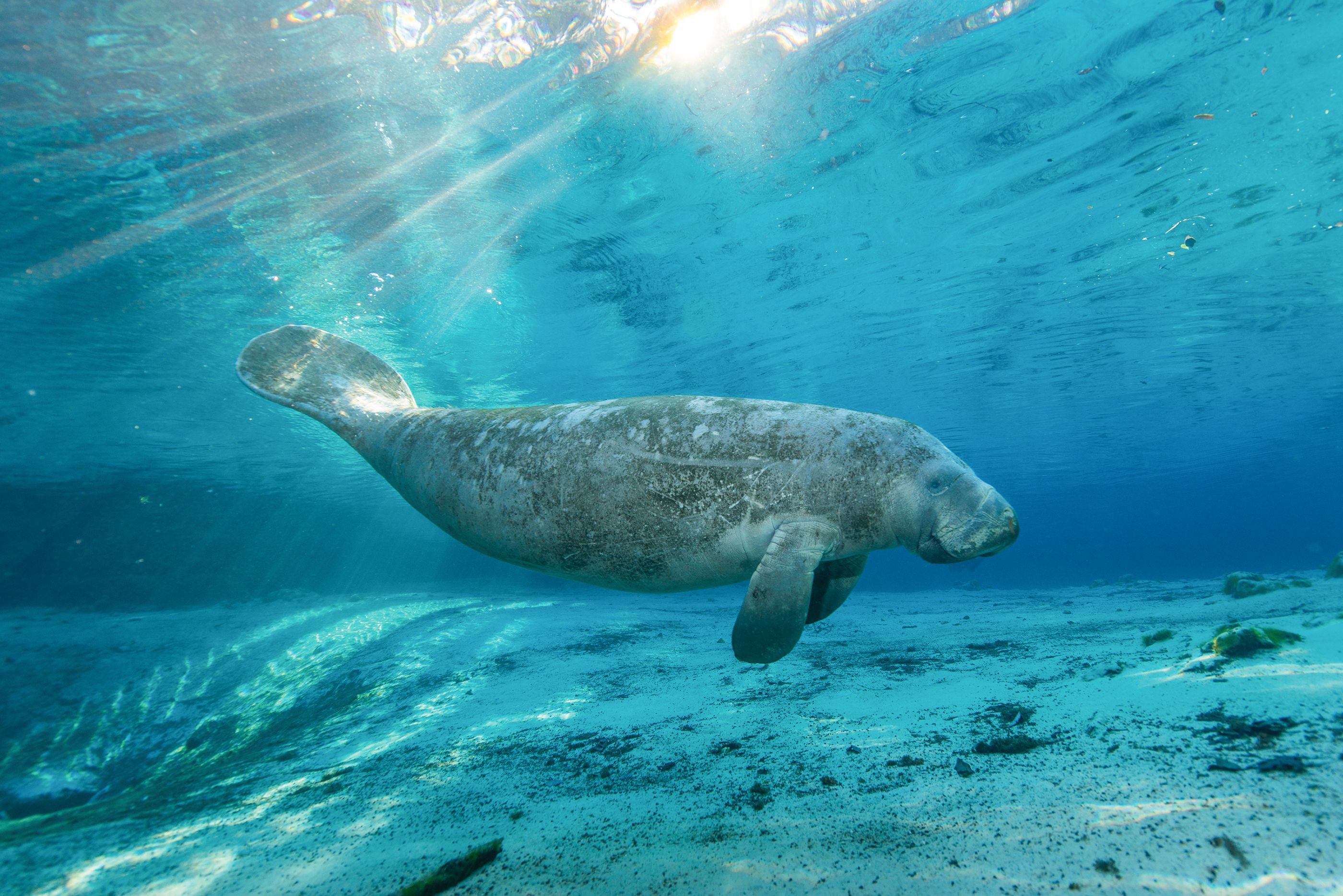 Ein tauchendes Manatee im kleinen Ort Crystal River in Florida