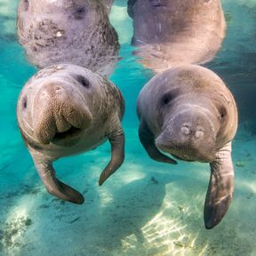 Zwei Manatees unterwasser in einem Fluss bei Crystal River Zwei Manatees unterwasser in einem Fluss bei Crystal River