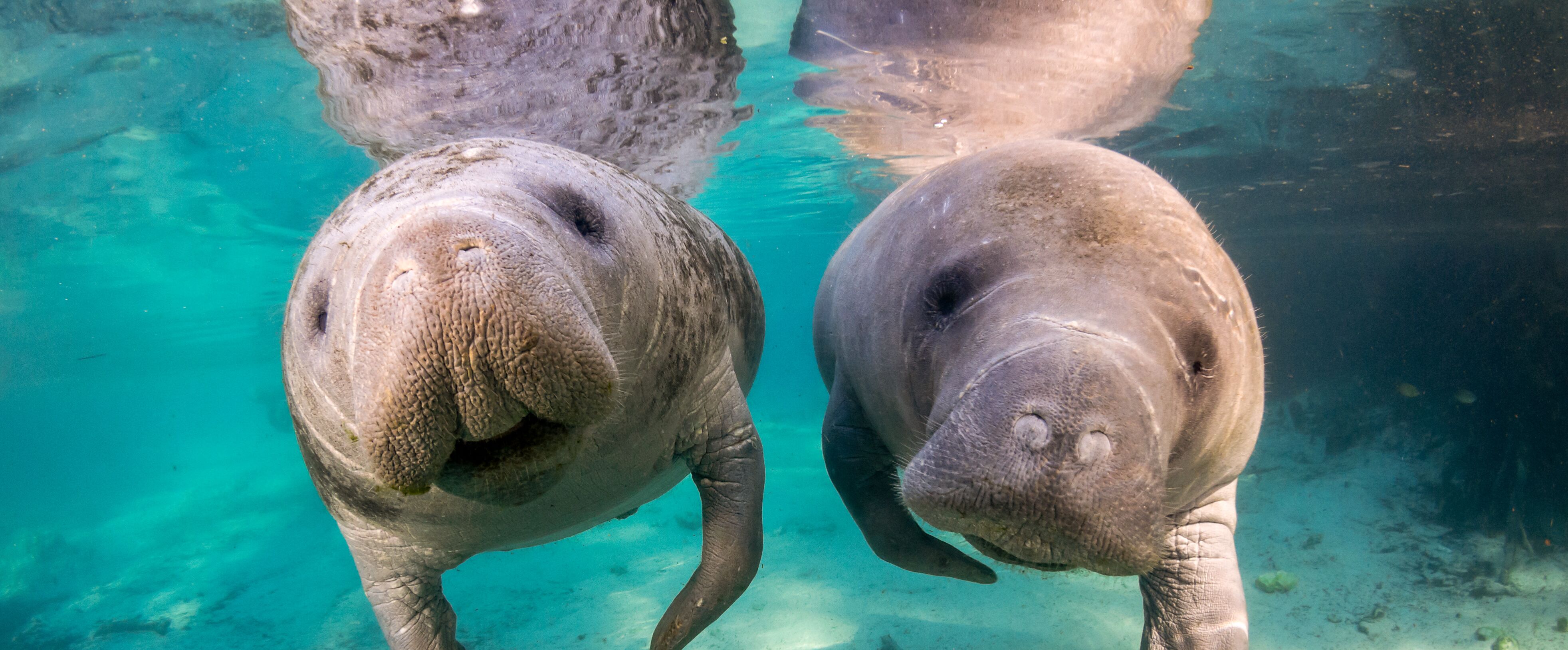 Ein Paar an einem Strand in Hawaii