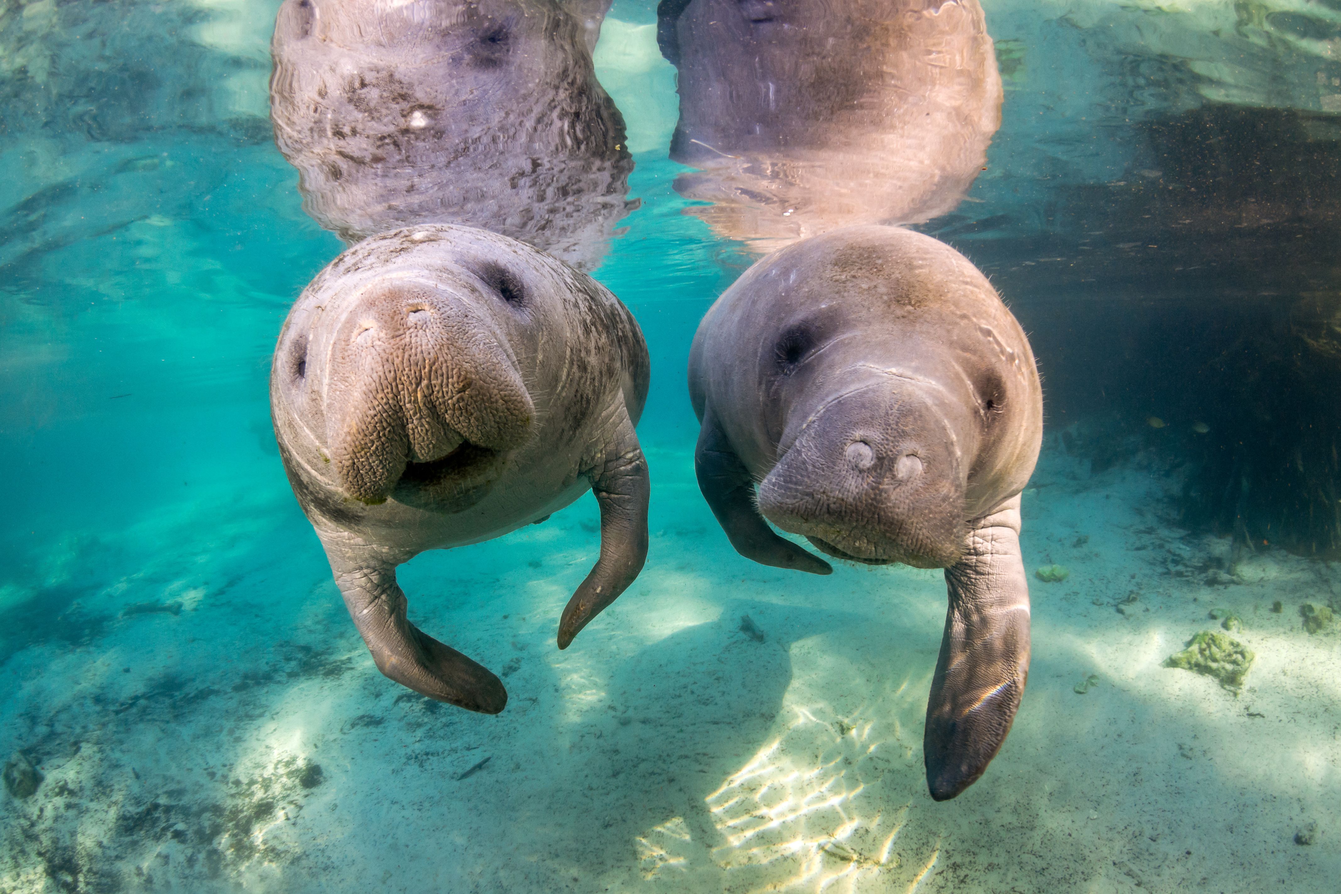 Zwei Manatees unterwasser in einem Fluss bei Crystal River