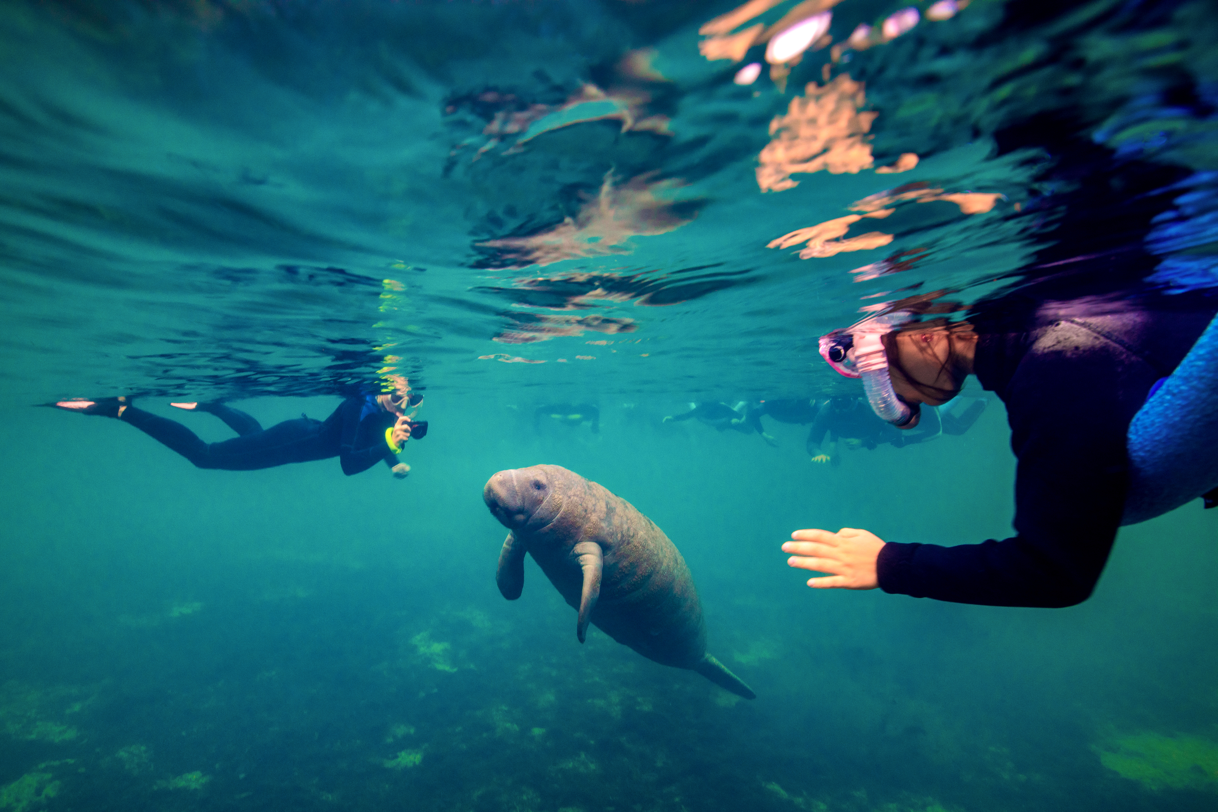 Tauchen mit Manatees unterwasser in einem Fluss bei Crystal River