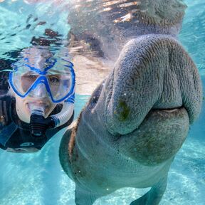 Selfie mit einem Manatee unterwasser in einem Fluss bei Crystal River